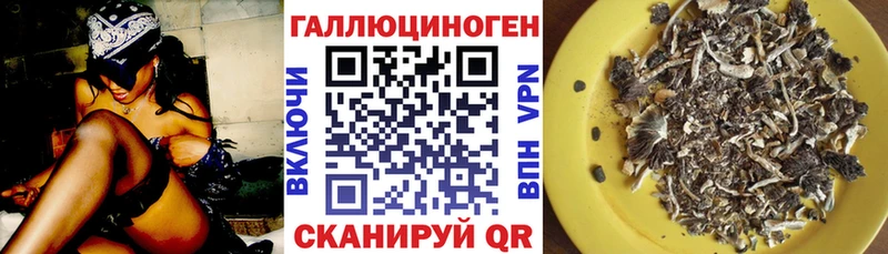Галлюциногенные грибы Psilocybe  Новомосковск 